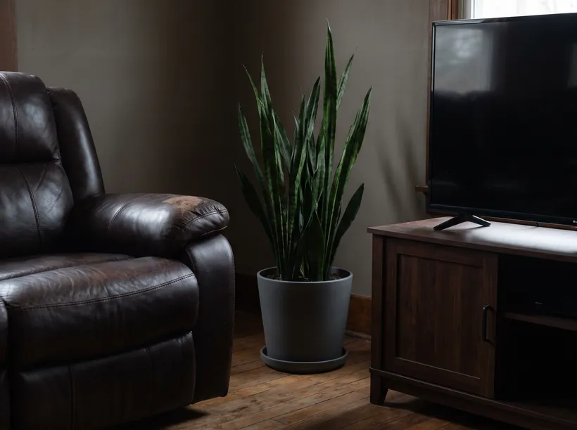 Tall potted plant in a corner beside a leather recliner and TV cabinet, with a saucer under the pot